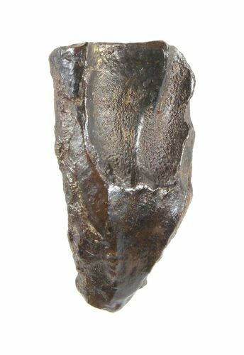Triceratops Shed Tooth - Montana #50923